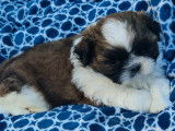 Chiots Shih Tzu à vendre