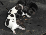 Chiots Drahthaar LOF à vendre