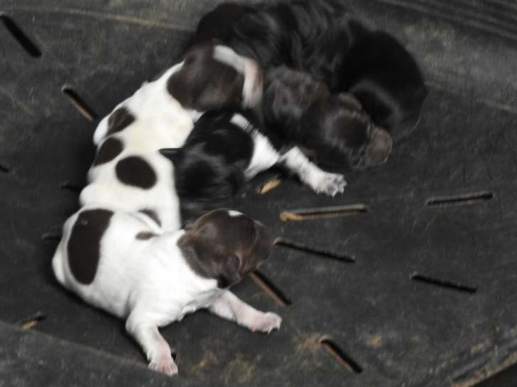 Chiots Drahthaar LOF à vendre