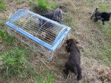 Chiots Drahthaar LOF &agrave; vendre