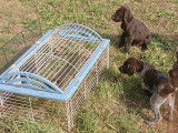 Chiots Drahthaar LOF &agrave; vendre
