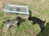 Chiots Drahthaar LOF &agrave; vendre