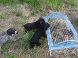 Chiots Drahthaar LOF &agrave; vendre