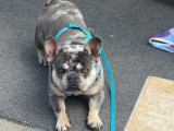 Mâle Bouledogue Français disponible pour saillie