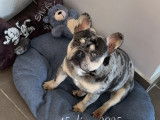 Mâle Bouledogue Français disponible pour saillie