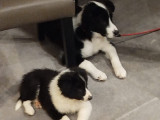 2 chiots Border Collie mâles à vendre