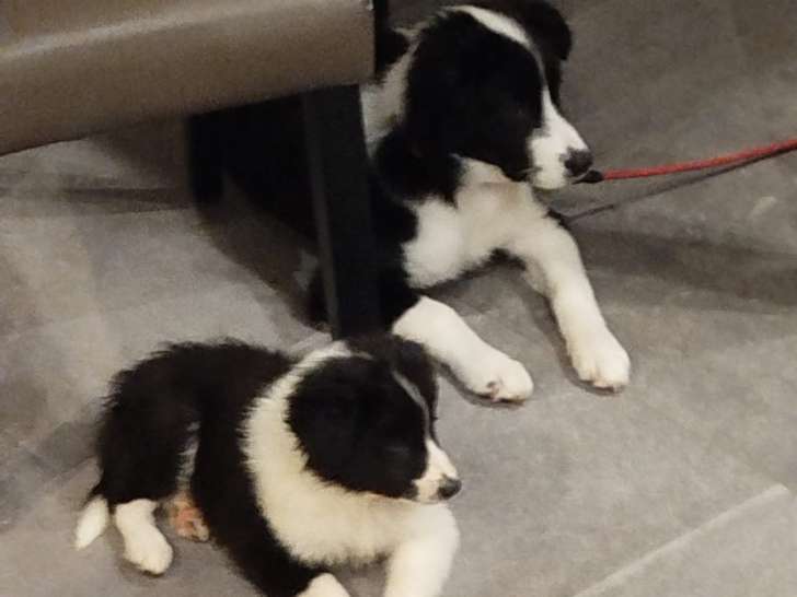 2 chiots Border Collie mâles à vendre