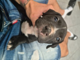 Chiots de type American Staffordshire Terrier à vendre (4 femelles & 3 mâles)