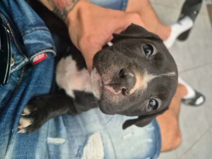 Chiots de type American Staffordshire Terrier à vendre (4 femelles & 3 mâles)