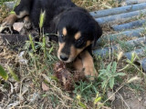 Fitzi, chiot femelle à adopter