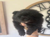Spitz Nain mâle noir à vendre
