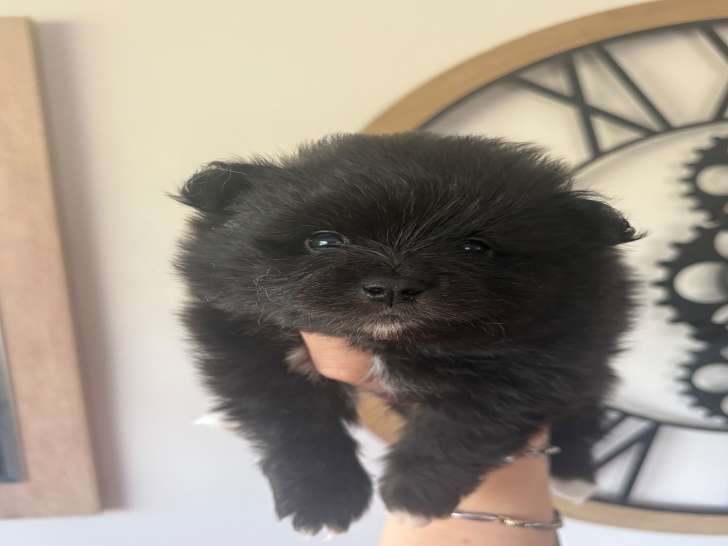Spitz Nain mâle noir à vendre