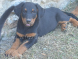 Alka, adorable femelle Beauceron noir et feu LOF à vendre