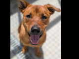 À adopter : chienne fauve
