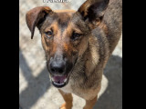 Disponible à l'adoption : chiot femelle bringé