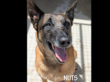 Prêt pour l'adoption : chien Berger Malinois de 7 ans