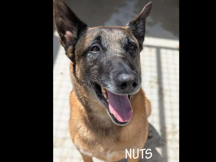 Prêt pour l'adoption : chien Berger Malinois de 7 ans