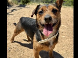 À accueillir : chien noir et feu