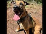 Adoption disponible : chienne Berger Malinois fauve