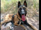 À la recherche d'un foyer : chien Berger Malinois fauve charbonné