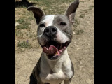 Chienne American Pit Bull Terrier de 3 ans à adopter
