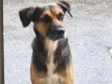Chien tricolore disponible à l'adoption
