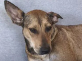 Chiot femelle de 10 mois en attente d'adoption