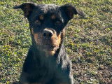 Chienne Beauceron prête pour l’adoption