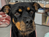 Chienne Beauceron prête pour l’adoption
