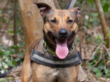 Chienne Berger Malinois de 2 ans en attente d'un foyer