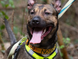 Chienne Berger Malinois de 2 ans à accueillir