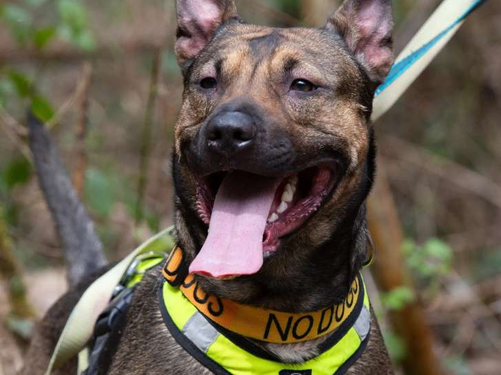 Chienne Berger Malinois de 2 ans à accueillir