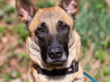 À accueillir, chienne Berger Malinois de 2 ans