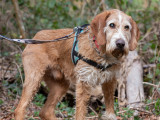 En quête d'une famille, chien Griffon marron et blanc