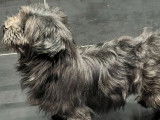 Adoption disponible : chien Lhassa Apso noir