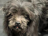 Adoption disponible : chien Lhassa Apso noir