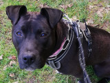 À la recherche d'un foyer, chienne Staffordshire Américain Terrier d'un an