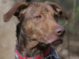 À adopter : chienne Griffon marron