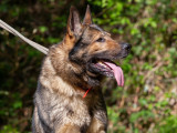 Disponible à l'adoption : chien Berger Allemand de 7 ans