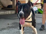 Prêt pour l'adoption : chien Staffordshire Américain Terrier de 5 ans