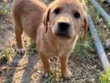 Sidney, chiot femelle à adopter