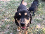 Bogota, chiot femelle à adopter