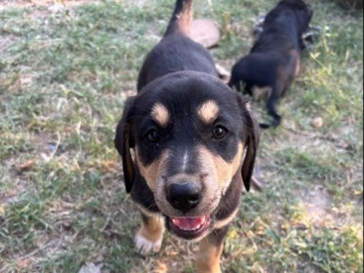 Bogota, chiot femelle à adopter