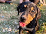 Miami, chiot femelle à adopter