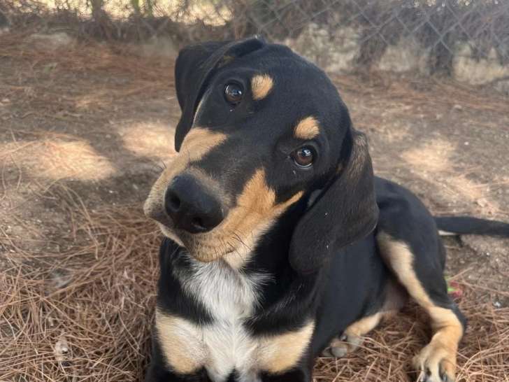Miami, chiot femelle à adopter