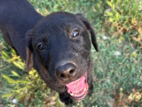 Oslo, chiot mâle à adopter