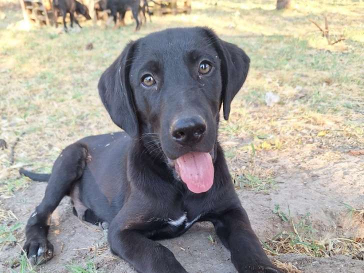 Oslo, chiot mâle à adopter