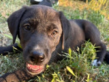 Phuket, chiot mâle à adopter