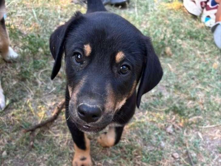 Rio, chiot mâle à adopter