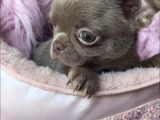 Magnifiques chiots Chihuahua à vendre